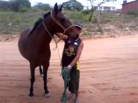 Vídeo: Homem é pego transando com égua e apanha da dona。